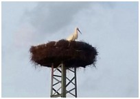 Der Storch ist zurück